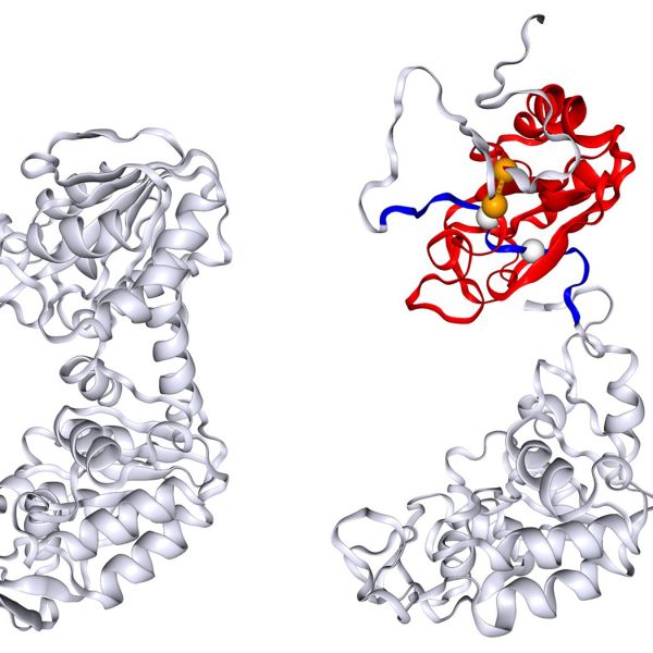 A new study has described a potential mechanism that could help explain why some proteins refold in a different pattern than expected. The research showed that a type of misfolding, called non-covalent lasso entanglement, in which the proteins incorrectly intertwine their segments, can occur and create a barrier to the normal folding process. The image shows the native folded structure of the protein phosphoglycerate kinase (PGK) on the left and one of the misfolded PGK structures predicted in this study on the right, with the entangled regions highlighted in red and blue. Credit: Provided by Yang Jiang / Penn State. Creative Commons