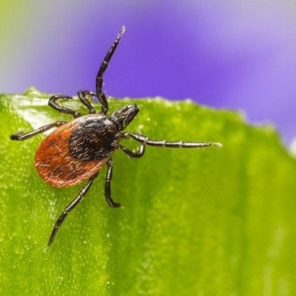 Babesiosis, a disease spread by ticks, is on the rise. Credit: Penn State Extension / Penn State. Creative Commons