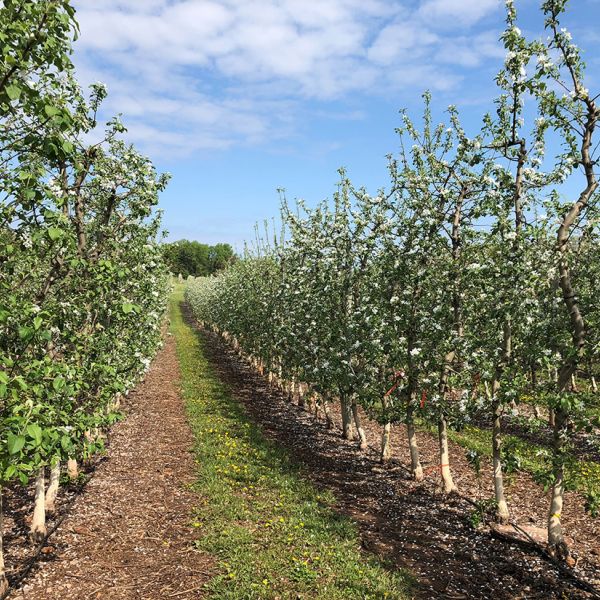 In modern apple production, blossoms must be thinned, so that remaining blooms can reclaim the plant’s resources to grow better fruit.  Credit: Penn State. Creative Commons