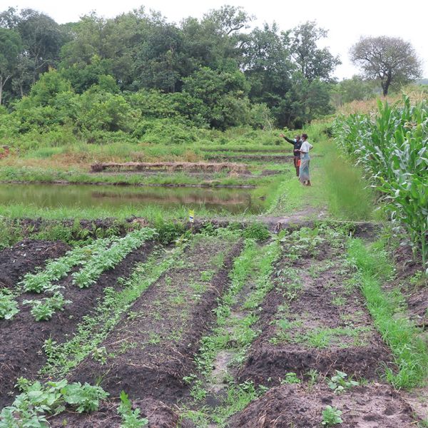 Farmers confer amidst their corn crop, garden and fish ponds. Typically, smallholder fish farms are family-run operations that raise tilapia in small areas of land along with a few crops and some livestock.  Credit: Jacob Johnson. All Rights Reserved.