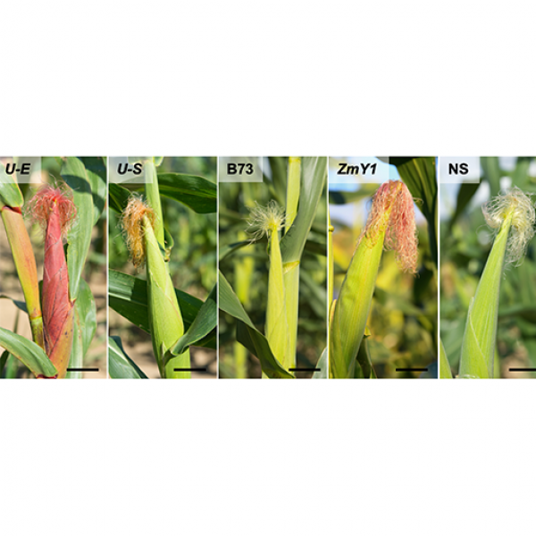 The flavonoids that provide insecticide-like protection to some corn lines against corn earworm larvae also provide pigments to the plants that show up in the silks, husks and kernels. Pictured here are the lines used in the research.  Credit: Penn State. Creative Commons