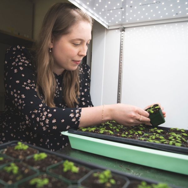 Using a new method to turn stripped-down plant cells into other types of cells, a team led by Sarah Pfaff, postdoctoral scholar in biology at Penn State, explored how structures called banding patterns in cell walls can increase their stability. They also studied how the assembly of these patterns goes astray in mutant plants, which could inform methods to break down plant cells for biofuels. Credit: Michelle Bixby / Penn State. Creative Commons