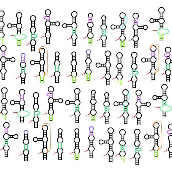 The novel Cleavage High-throughput Assay (CHiTA) developed at Penn State provides a scarless method to characterize thousands of diverse small self-cleaving RNA enzymes, called twister ribozymes, in a single experiment. The image shows 2D models of some of the tested ribozymes that had imperfections in their helical and loop elements but were still active, demonstrating that twister ribozyme's ability to self-cleave is tolerant of these slight structural imperfections. Credit: Lauren McKinley and Philip Bevilacqua / Penn State. Creative Commons