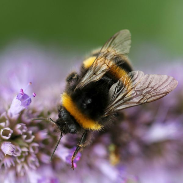 Pennsylvania’s native bumble bee queens are particularly vulnerable to outside pressures, such as harsh winters, according to the researchers. Credit: Sandy Millar/Unsplash. All Rights Reserved.