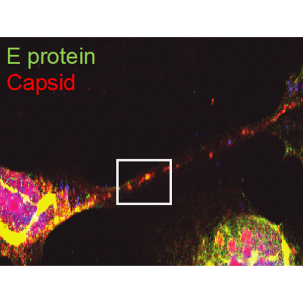 Movement of Zika virus through a tunneling nanotube formed between two cells. An imaging technique called immunofluorescence assay shows the co-localization of viral structural proteins, the capsid protein in red and envelope protein in green, indicative of virus particles in the tunneling nanotube.  Credit: Provided by the Jose Lab / Penn State. Creative Commons