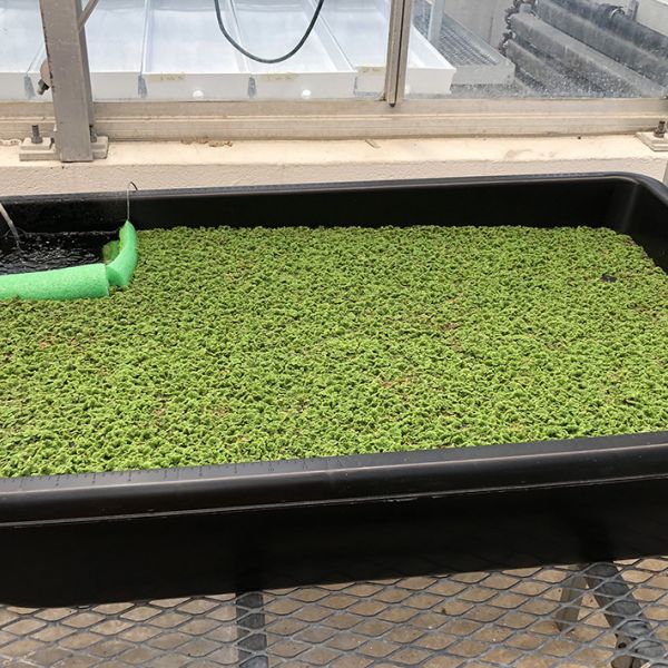 Findings from this study suggest that azolla is food safe and has the potential to safely feed millions of people due to its rapid growth while free-floating on shallow fresh water without the need for nitrogen fertilizers. Credit: Penn State. Creative Commons