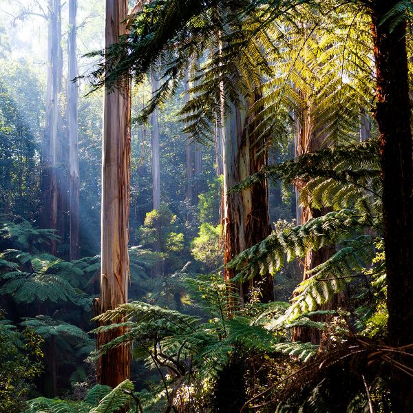 Fossil evidence is reshaping the understanding of modern forest management practices used in Australian rainforests, according to researchers