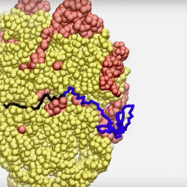 In this image, a protein (blue and black) is beginning to make its long (molecularly speaking) journey from the ribosome (red and yellow) through the tube and toward its eventual folding. IMAGE: PENN STATE