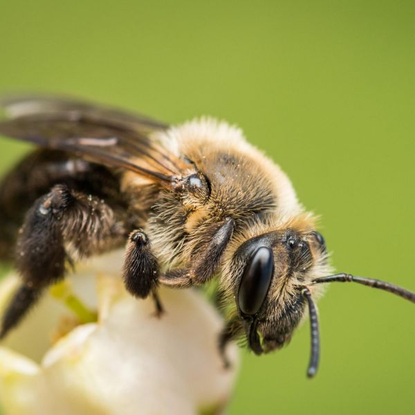 A mining bee (Andrena sp.) climbs on a blueberry flower. The bee species was one spotted by volunteers through a program led by Penn State.  Credit: Nash Turley / Penn State. Creative Commons