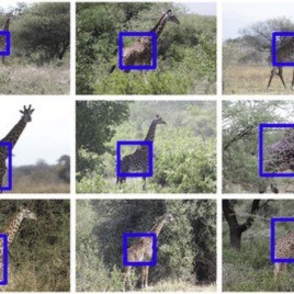A new program developed by researchers from Penn State and Microsoft Azure automatically detects regions of interest within images, alleviating a serious bottleneck in processing photos for wildlife research. The new program successfully identified the region of interest—unique marks on giraffe torsos—in giraffe photos, even when the giraffe occupied a small region of the photo or when they were partially covered by vegetation. Credit: Penn State/Wild Nature Institute