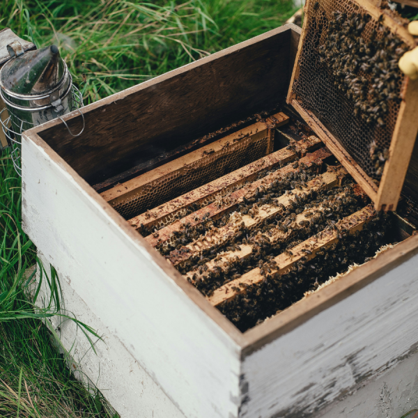 The study may provide beekeepers with information to help make decisions about managing their colonies to combat these high colony losses during the winter. Credit: Annie Spratt/Unsplash. All Rights Reserved.