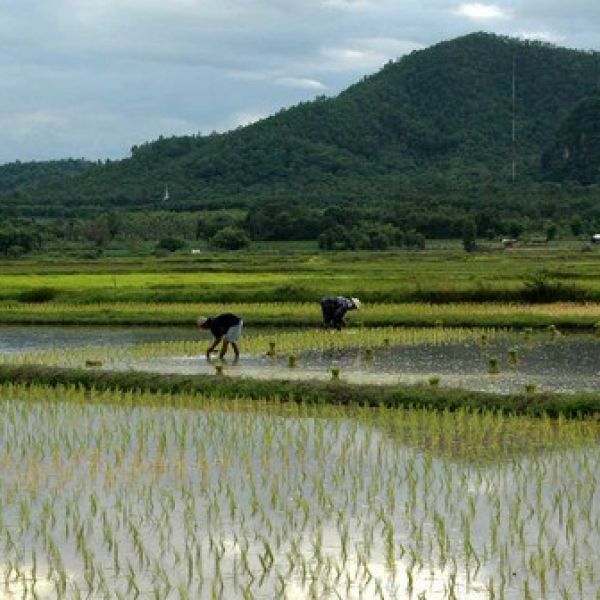 An improved understanding of how the microorganism Methanosarcina acetivorans produces methane will allow researchers to measure how much methane will be generated from rice paddies and make other predictions of future climate change.