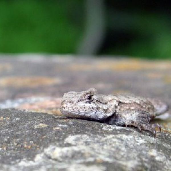 A new study by Penn State researchers reveals that lizard with ancestors who were frequently exposed to stressful encounters with invasive fire ants have an improved immune response to stress. Photo credit: Gail McCormick, Penn State
