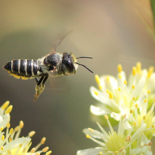 The study focused on the horned-face bee, which helps pollinate crops like apples and blueberries, and the alfalfa leafcutting bee, which pollinates alfalfa. Credit: Alain C./Flickr. All Rights Reserved.