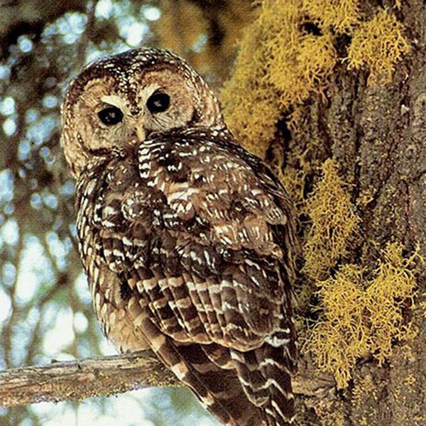 New research reveals that, contrary to current perceptions and forest management strategies, wildfires may be beneficial to populations of spotted owls, including those of the subspecies of California spotted owls pictured here. (IMAGE: John S. Senser, U.S. Forest Service)