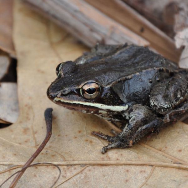 Wood frogs rely on sound to find mates and reproduce, but many breeding ponds are located near noisy roads. A new study reveals that traffic noise is stressful to frogs and impairs the production of antimicrobial peptides — an important defense mechanism against pathogens like the chytrid fungus. IMAGE: LINDSEY SWIERK